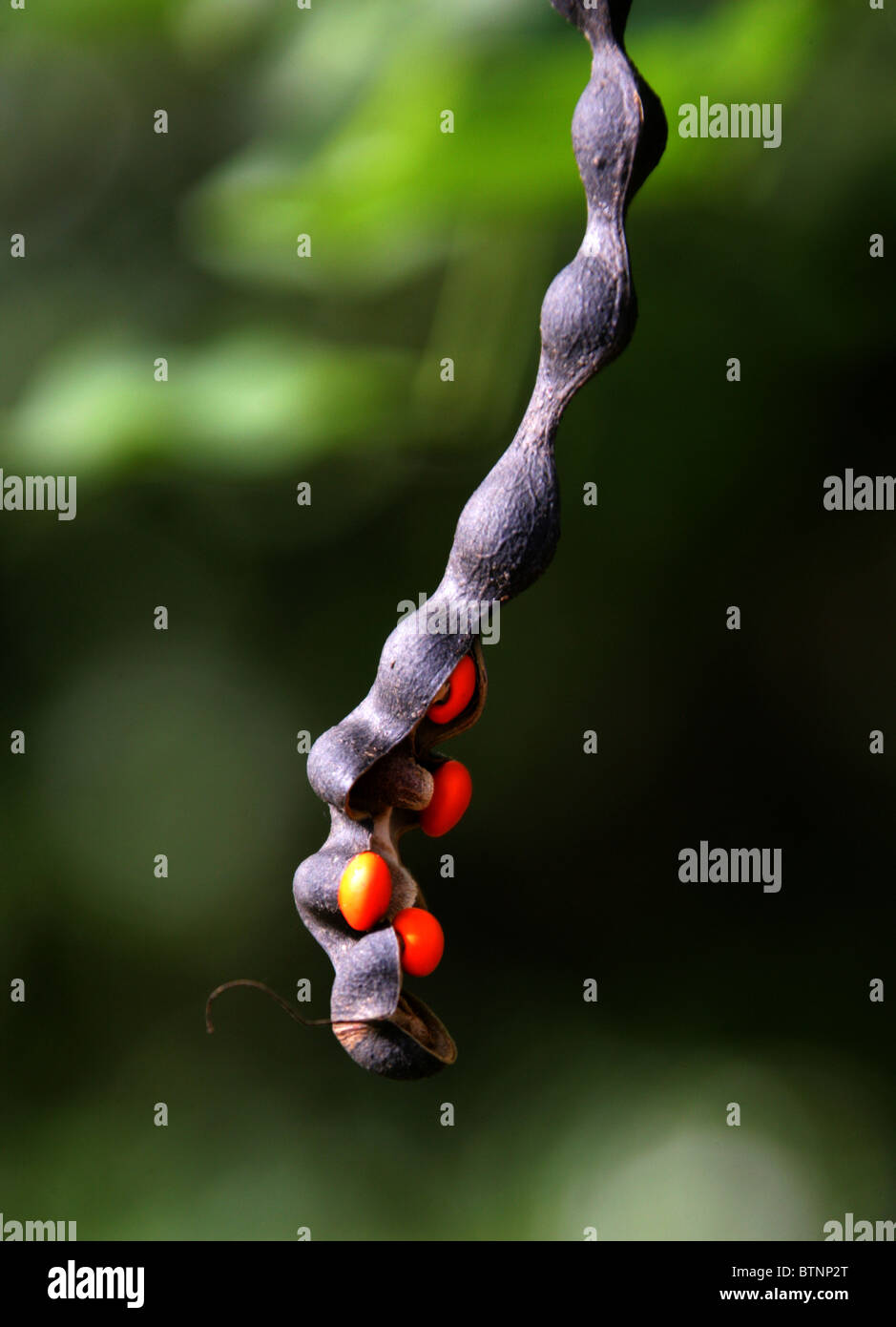 Coral Bean Tree with Black Pods and Orange Seeds, Erythrina lysistemon, Fabaceae, South Africa. Stock Photo