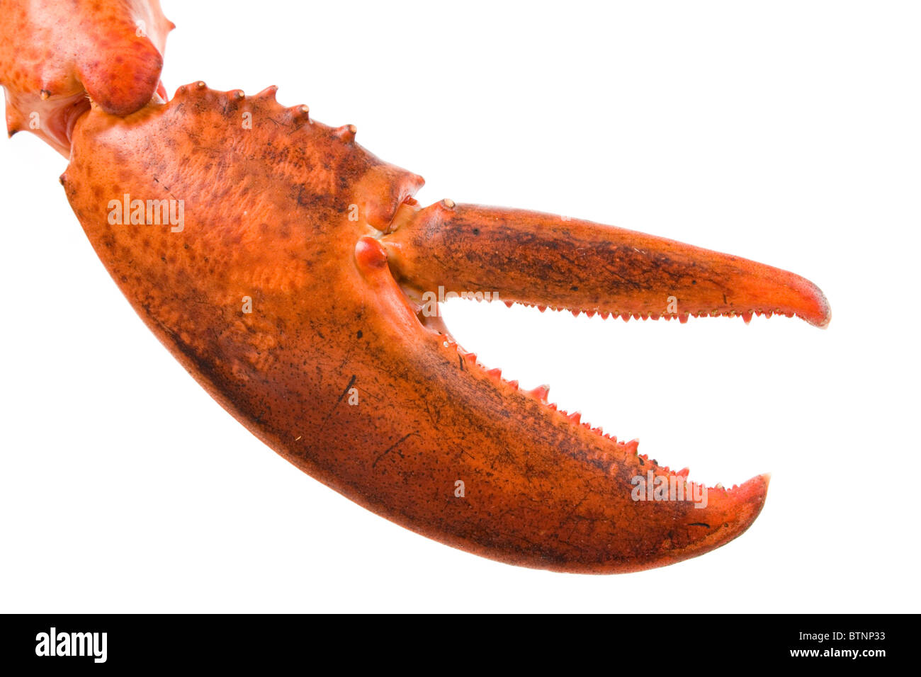 Lobster Claw High Resolution Stock Photography And Images Alamy