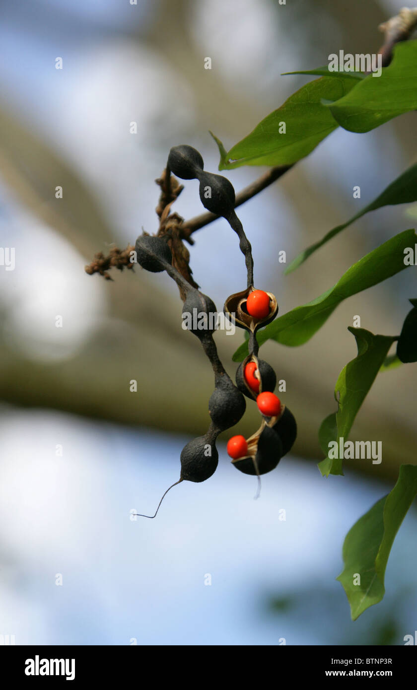 Coral Bean Tree with Black Pods and Orange Seeds, Erythrina lysistemon, Fabaceae, South Africa. Stock Photo