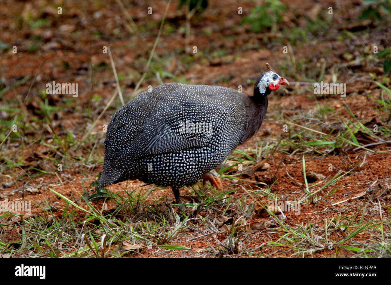 Bird birds africa aves ave ornithology hi-res stock photography and ...