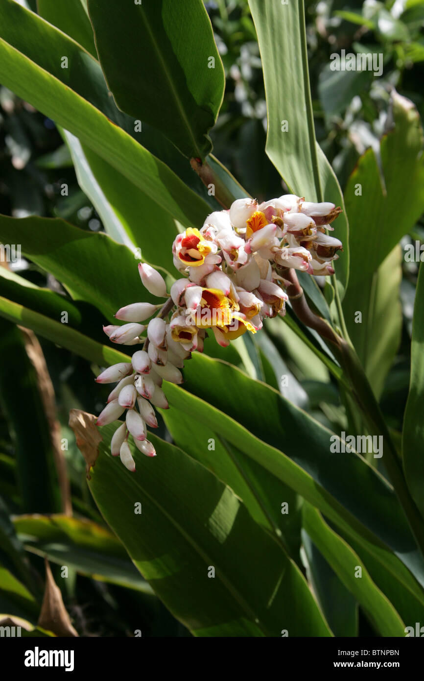 Shell Ginger, Alpinia zerumbet, Zingiberaceae. Aka Light Galangal, Pink Porcelain Lily, Shell Flower, Butterfly Ginger. Stock Photo