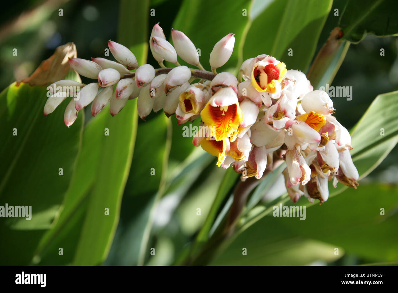 Shell Ginger, Alpinia zerumbet, Zingiberaceae. Aka Light Galangal, Pink Porcelain Lily, Shell Flower, Butterfly Ginger. Stock Photo