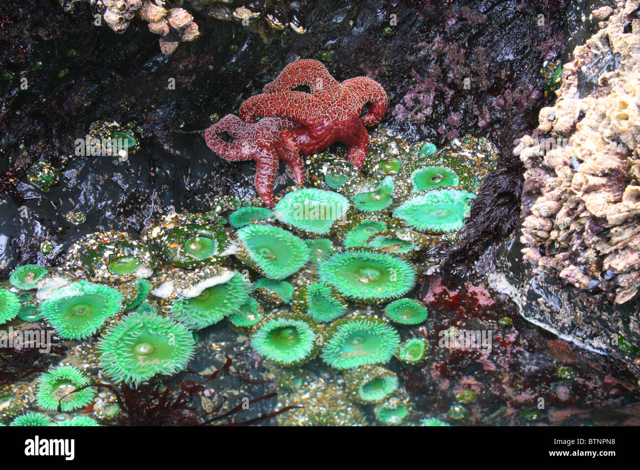 Oregon tide pool life, Pacific Ocean, Seal Rock, Oregon. Starfish, sea anemone, mussel, acorn barnacles on a rock under water. Stock Photo