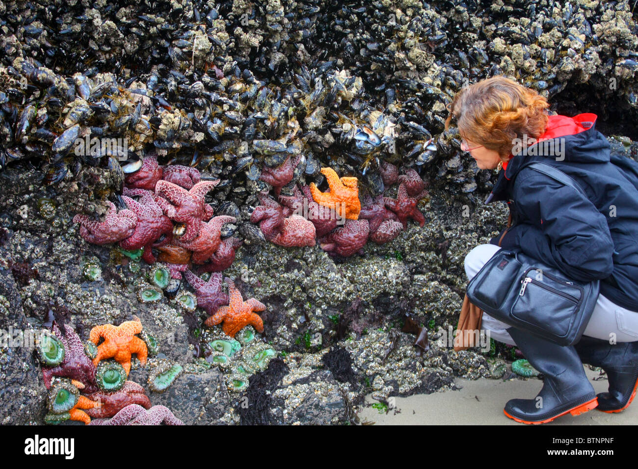 Woman studying starfish, sea anemone, black mussel, acorn barnacles on a rock wall that is under water during ocean high tide. Stock Photo
