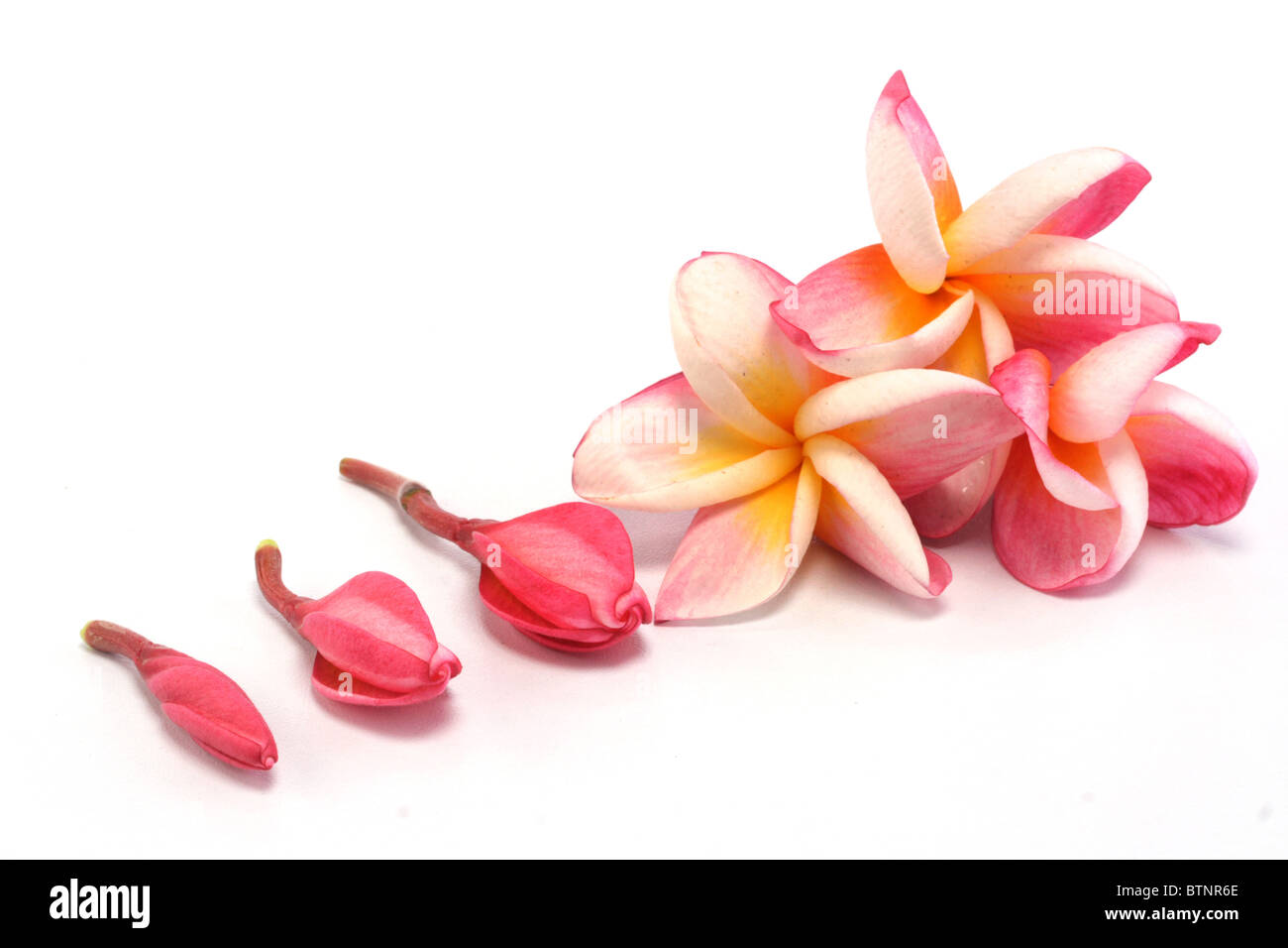 Plumeria flower stages Bud to flower Stock Photo Alamy