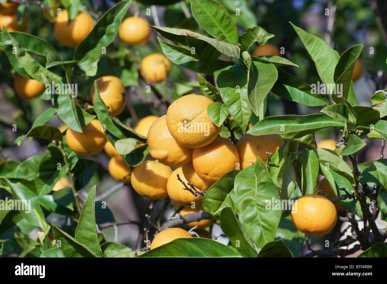 ripe oranges are hanging on a tree Stock Photo