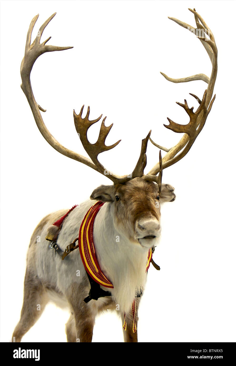 Finnish reindeer wearing traditional harness. Isolated on white background Stock Photo