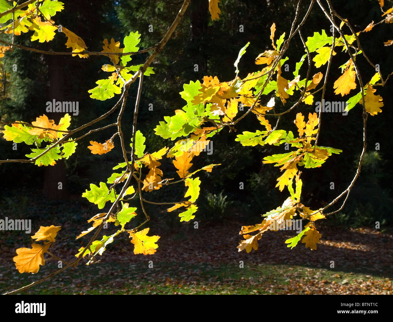 Backlit oak leaves turning yellow in autumn Stock Photo