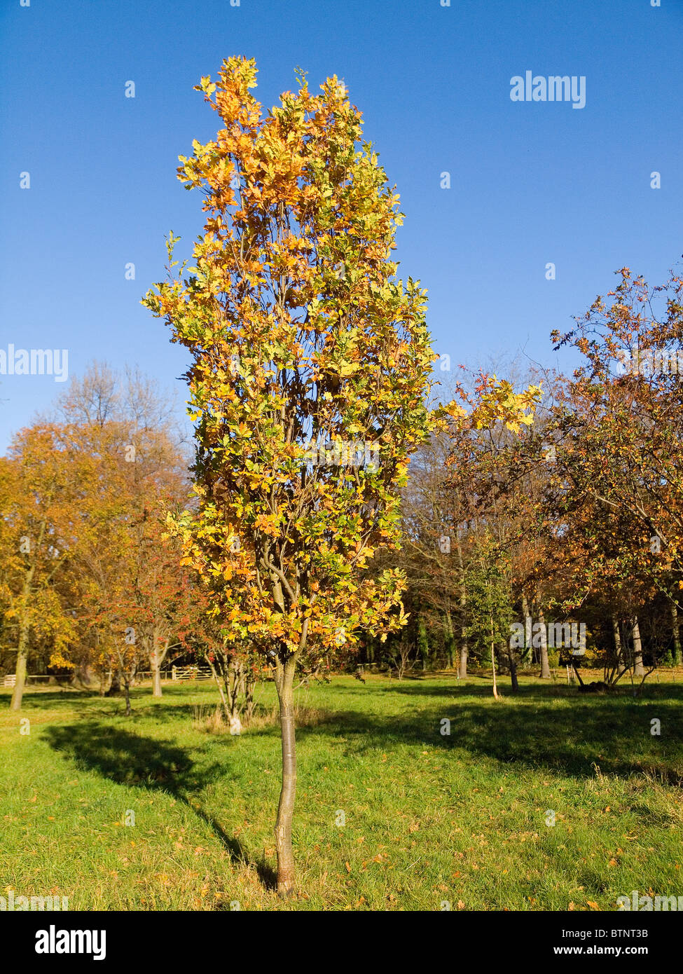 A young Cypress Oak tree Quercus robur f. fastigiata in autumn with the leaves turning yellow Stock Photo