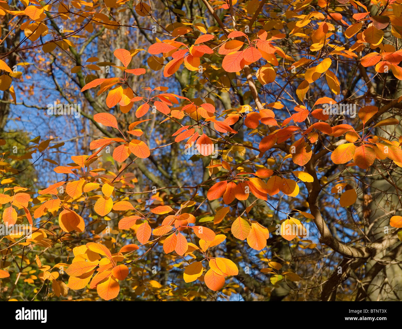 Autumn leaves of Cotinus coggygria or Venetian Sumach tree Stock Photo