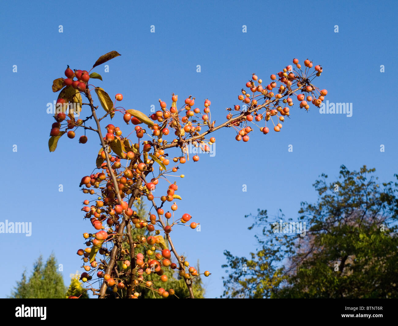 Malus Adirondack Crab Apple tree with ripe fruit in autumn Stock Photo
