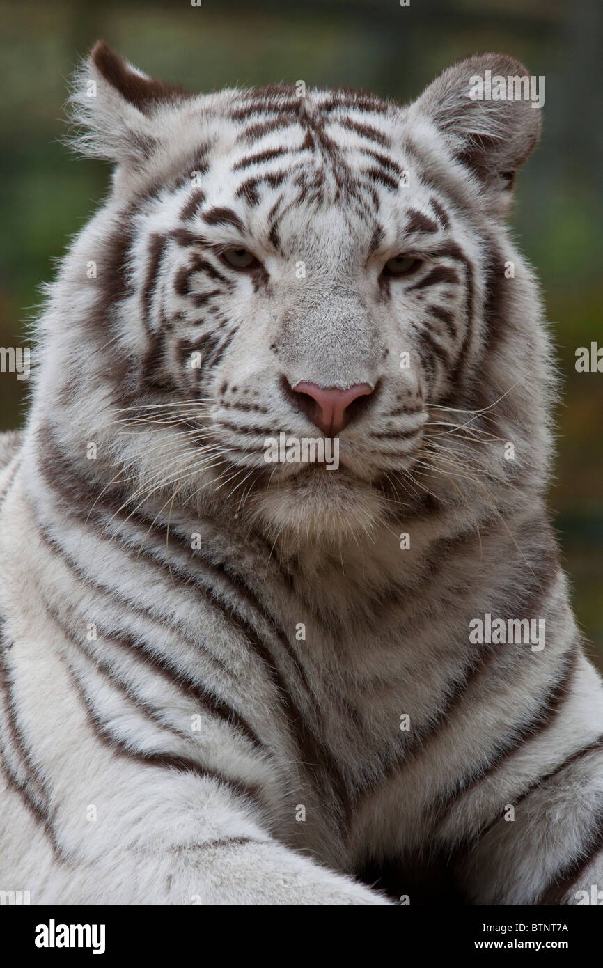 White Tiger High Resolution Stock Photography And Images Alamy