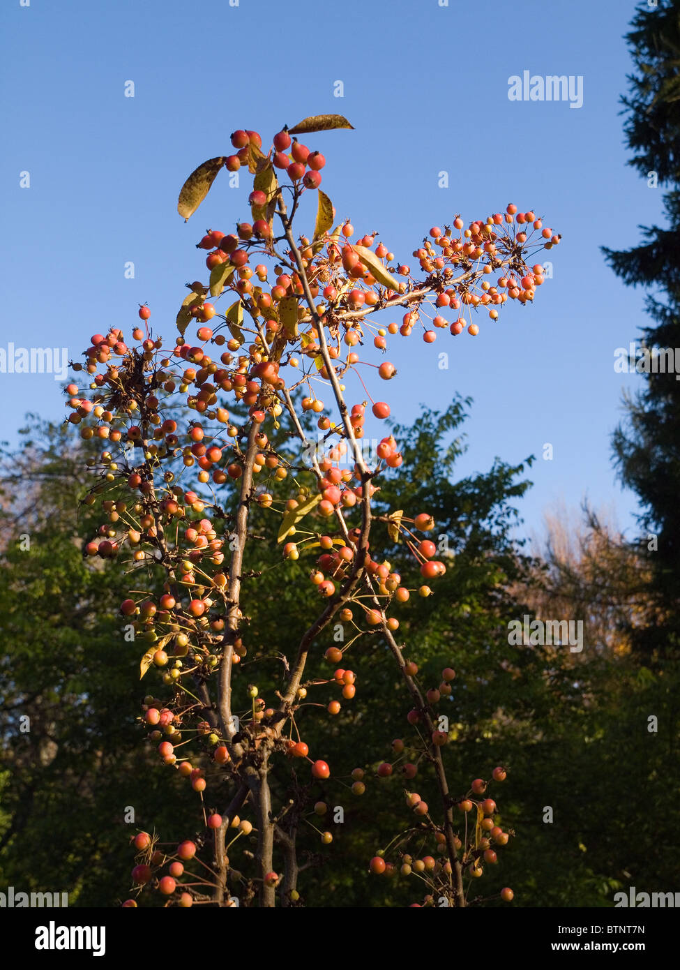 Malus Adirondack Crab Apple tree with ripe fruit in autumn Stock Photo