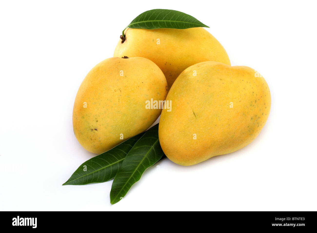 Ripe mangoes on white Stock Photo