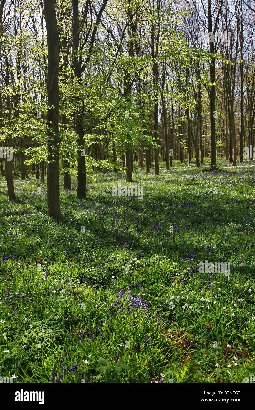 Spring flowers in Woodland scenery, New Forest National Park, Hampshire ...