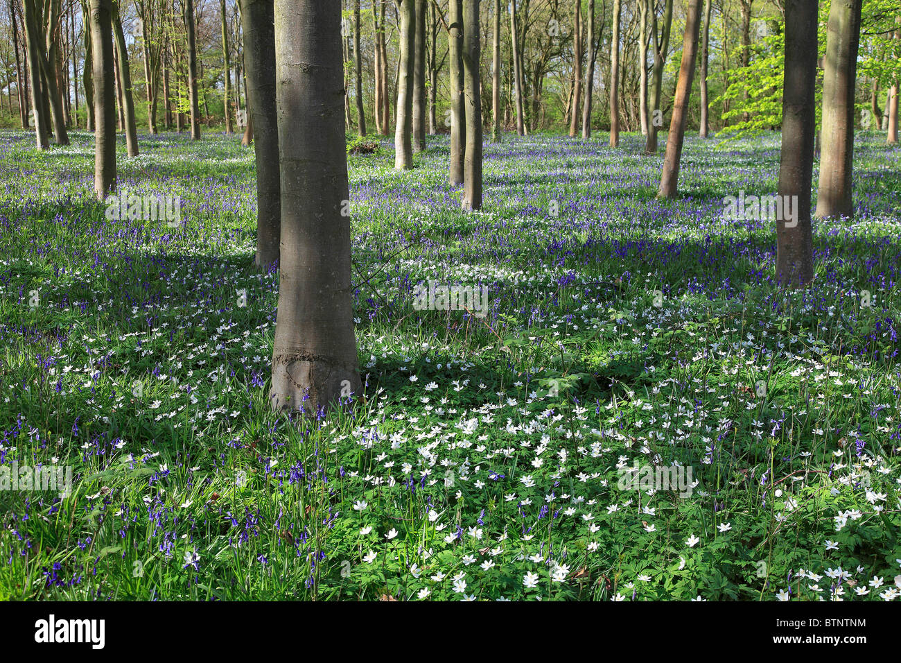 Bluebells, Hyacinthoides non scripta, and Wood Anemone flowers, Anemone