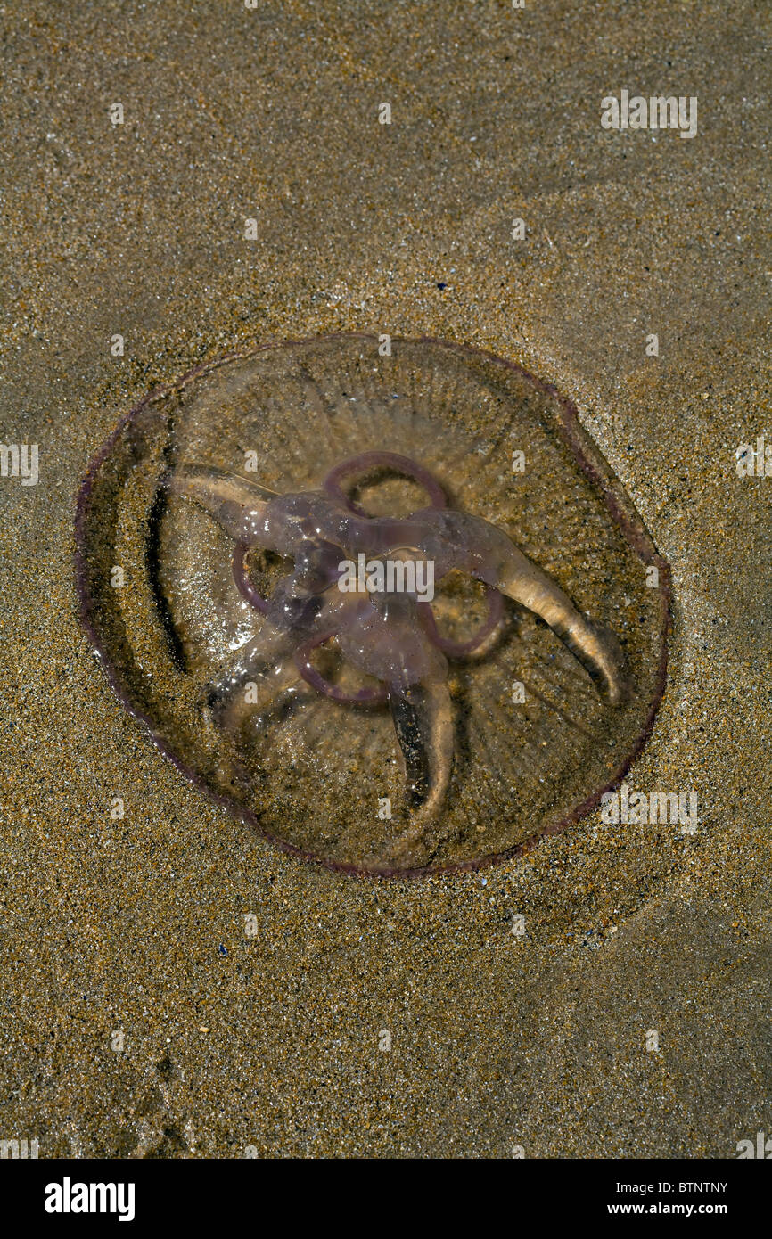 Common Moon Jellyfish Washed Up On The Beach At Embleton Bay Northumberland England Stock Photo Alamy