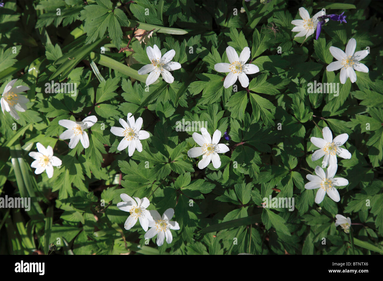 Wood Anemone flowers Anemone Nemorosa in spring woodland, New Forest