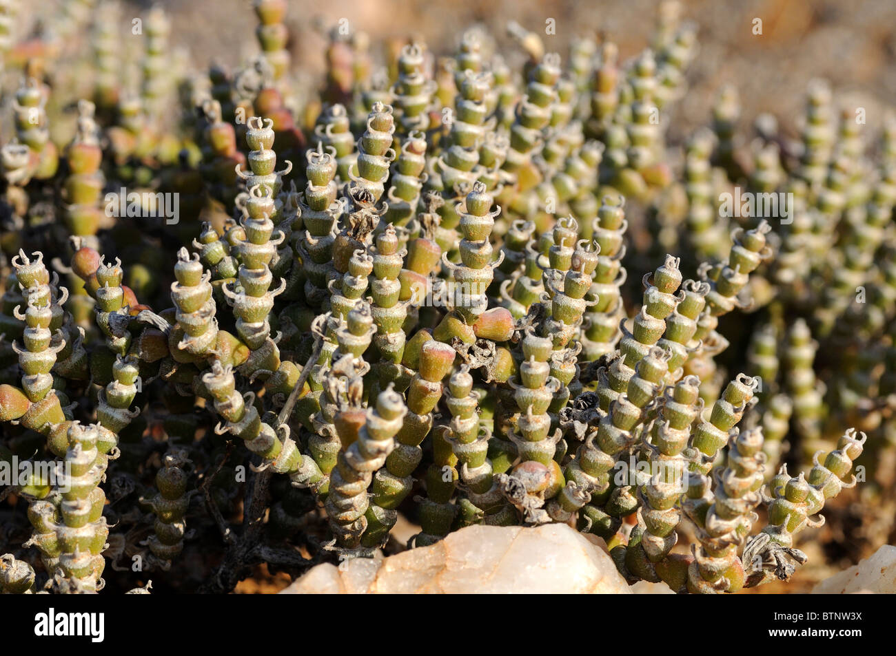 Brownanthus pubescens, Richtersveld Transfrontier National Park, South Africa Stock Photo