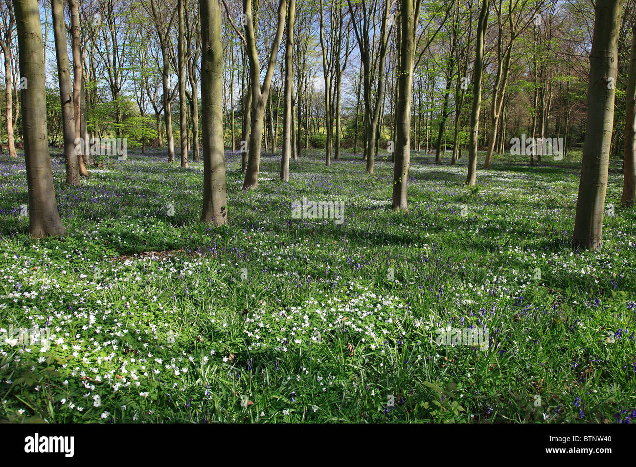 Spring flowers in Woodland scenery, Sherwood Forest, Nottinghamshire, England, Britain, UK Stock