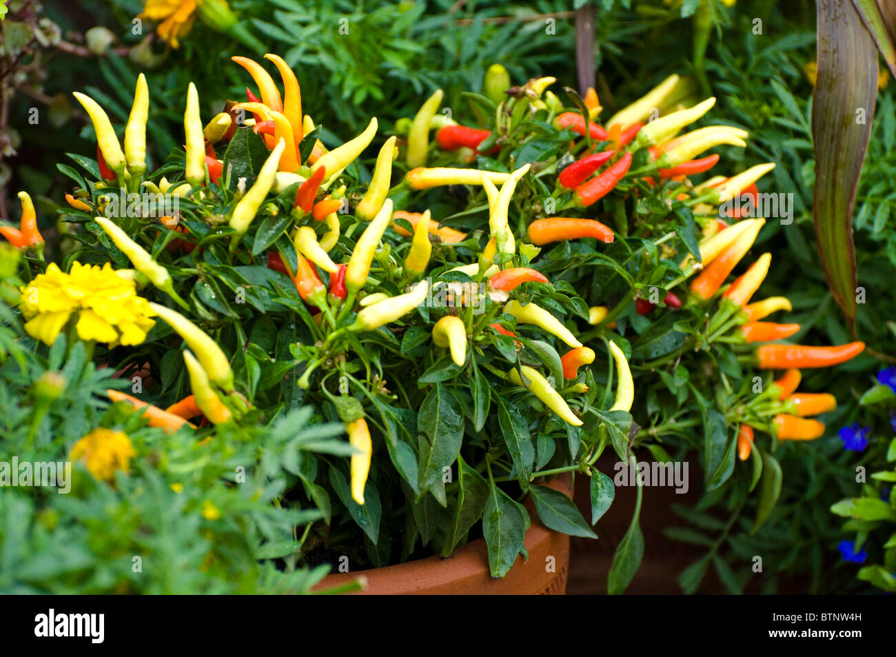 Chili pepper plant Stock Photo - Alamy