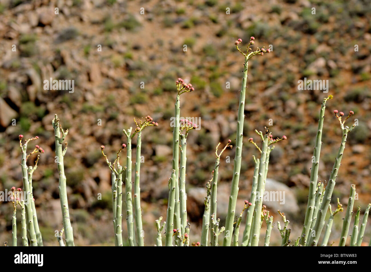 Euphorbia dregeana with infructescence in habitat, Dikboudmelkbos, Richtersveld Transfrontier National Park, South Africa Stock Photo