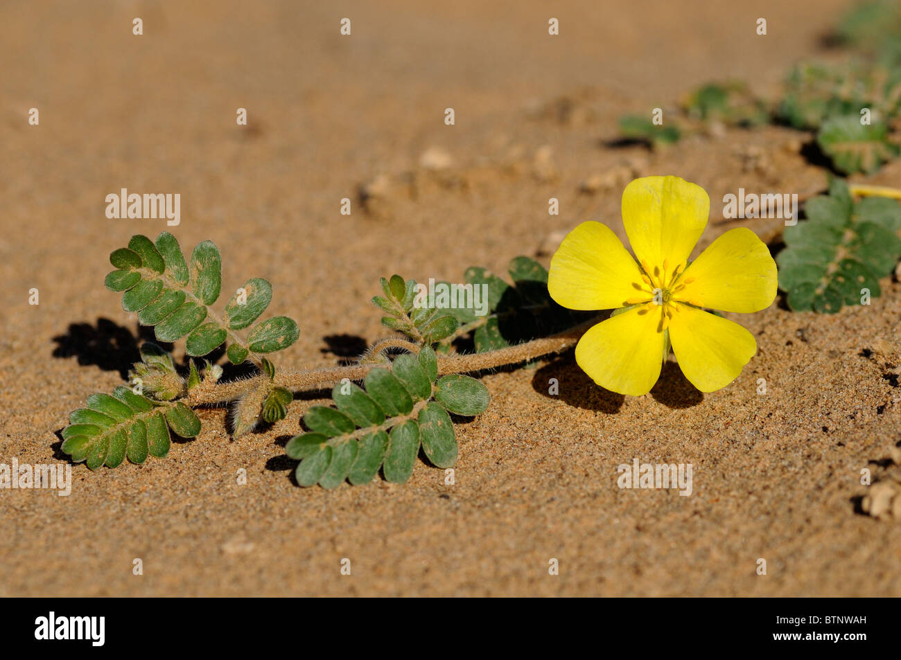 Tribulus cristatus, Zygophyllaceae, Richtersveld,Transfrontier National Park, Tatasberg, South Africa Stock Photo