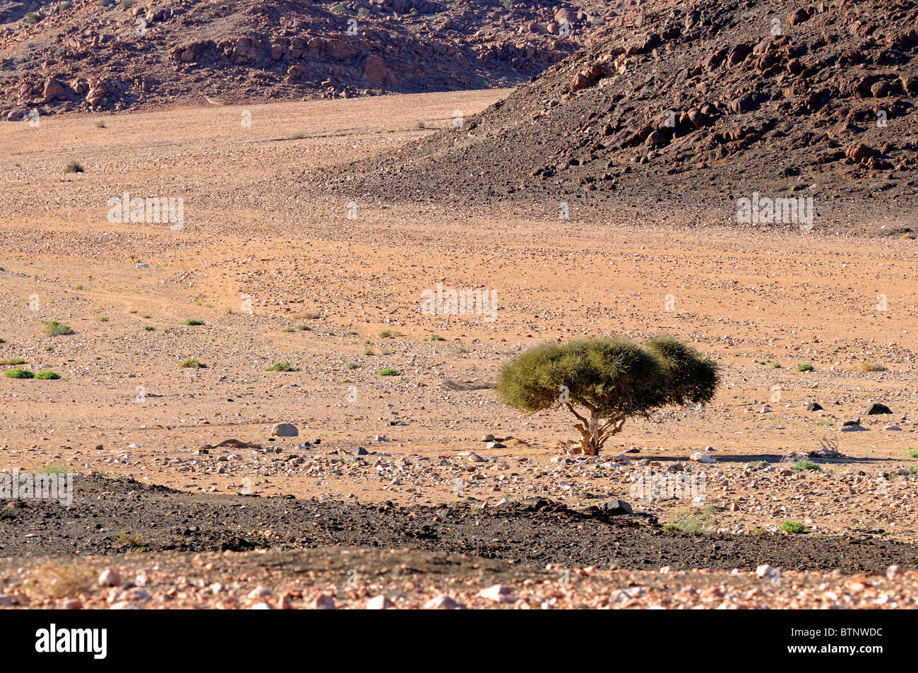 Rugged plain with Boscia albitrunca, Shepherd's tree, in foreground, Richtersveld Transfrontier National Park, South Africa Stock Photo