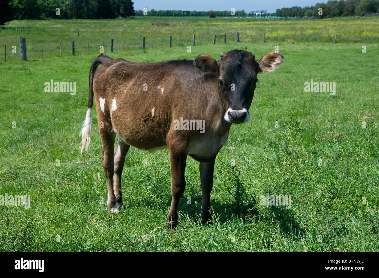 Jersey cow calf called Tinkerbell Stock Photo Alamy