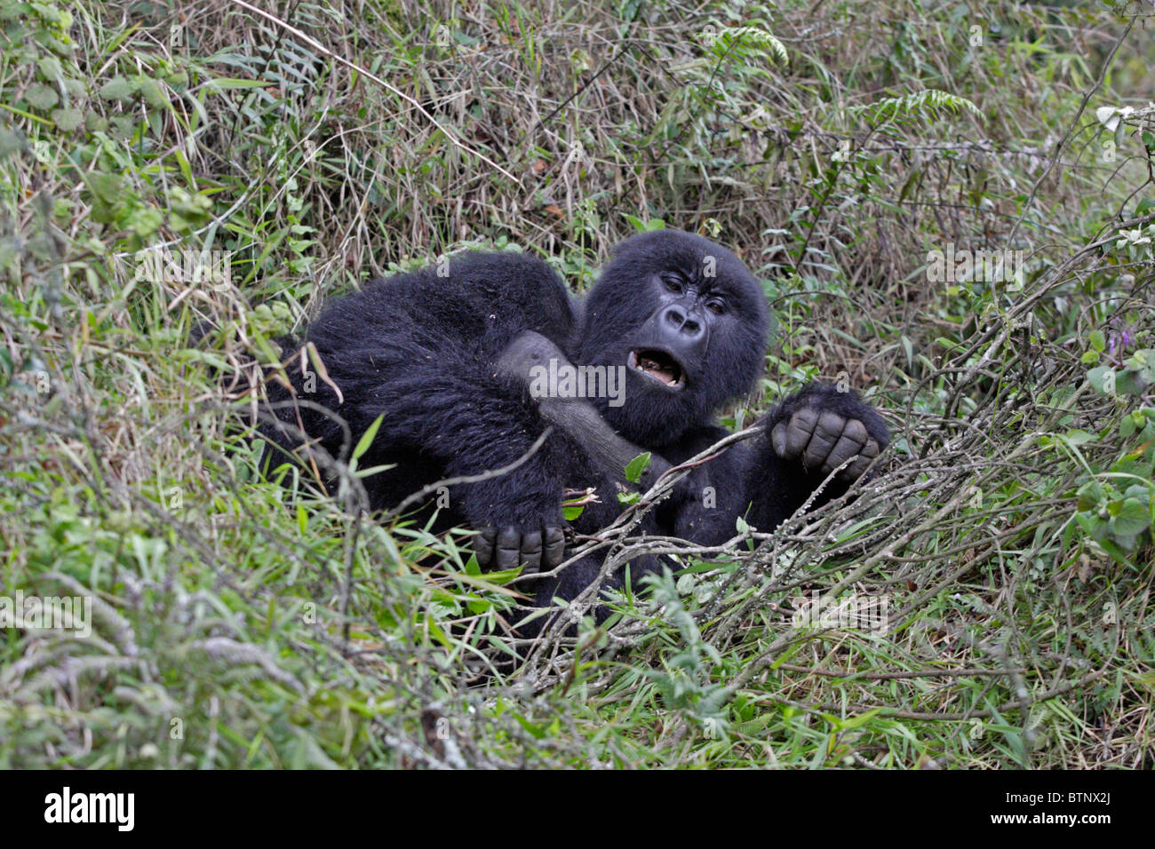 Mountain Gorilla lying on a day bed Stock Photo - Alamy