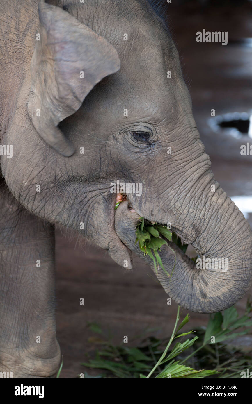 Baby elephant feeding at Pinnawela elephant orphanage, Sri lanka Stock Photo