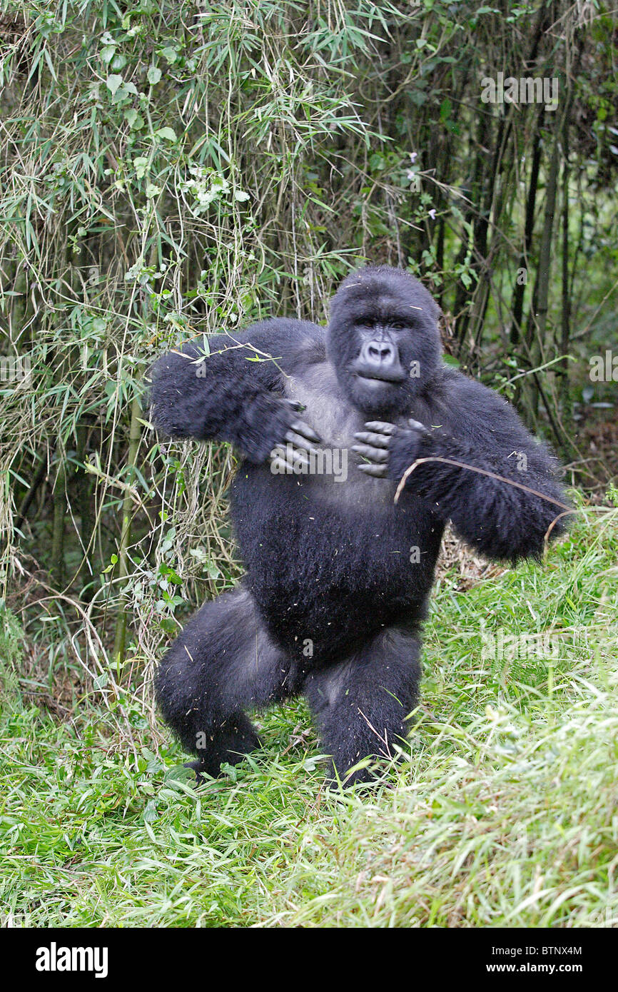 Trivial Maestro legetøj Mountain Gorilla beating its chest Stock Photo - Alamy