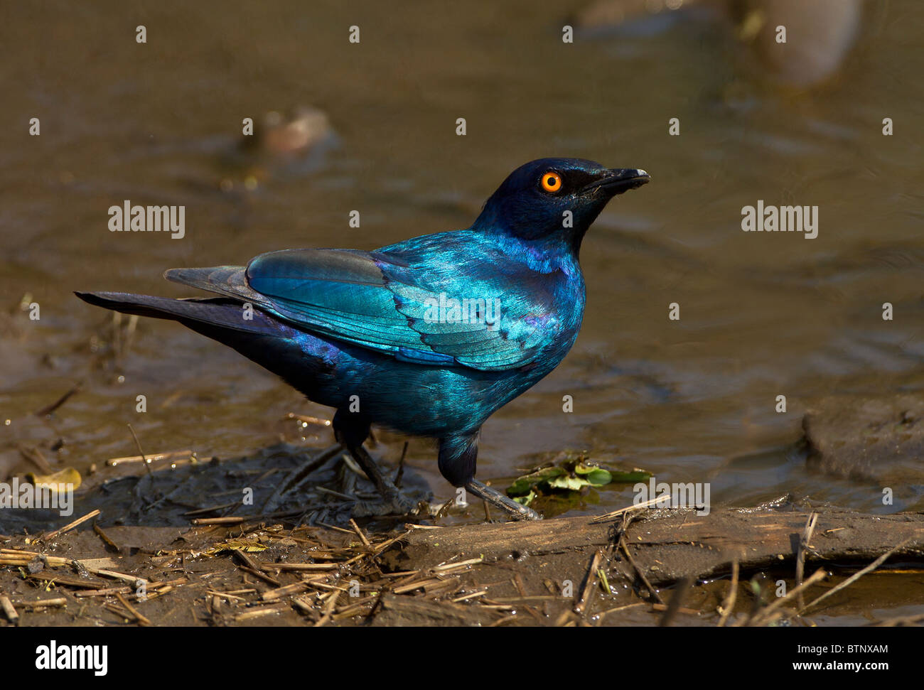 Cape Glossy starling at water. Stock Photo