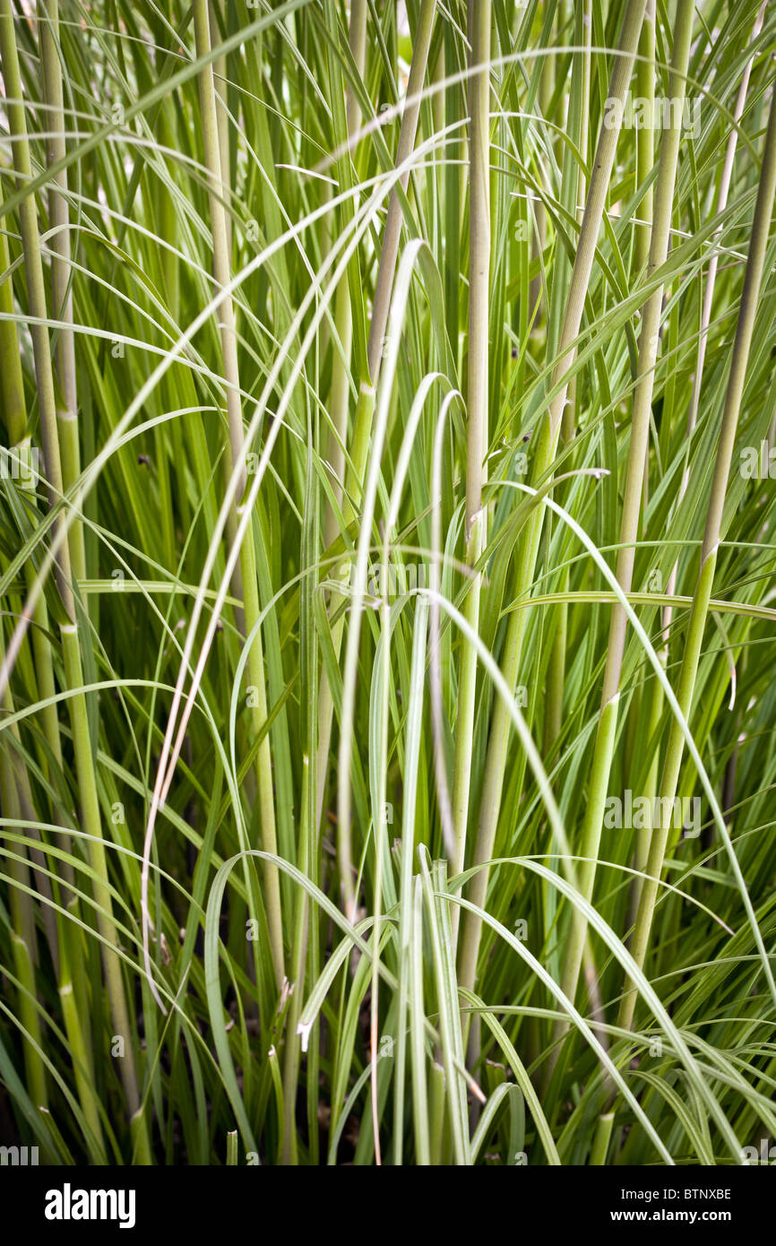 Long green grass texture Stock Photo