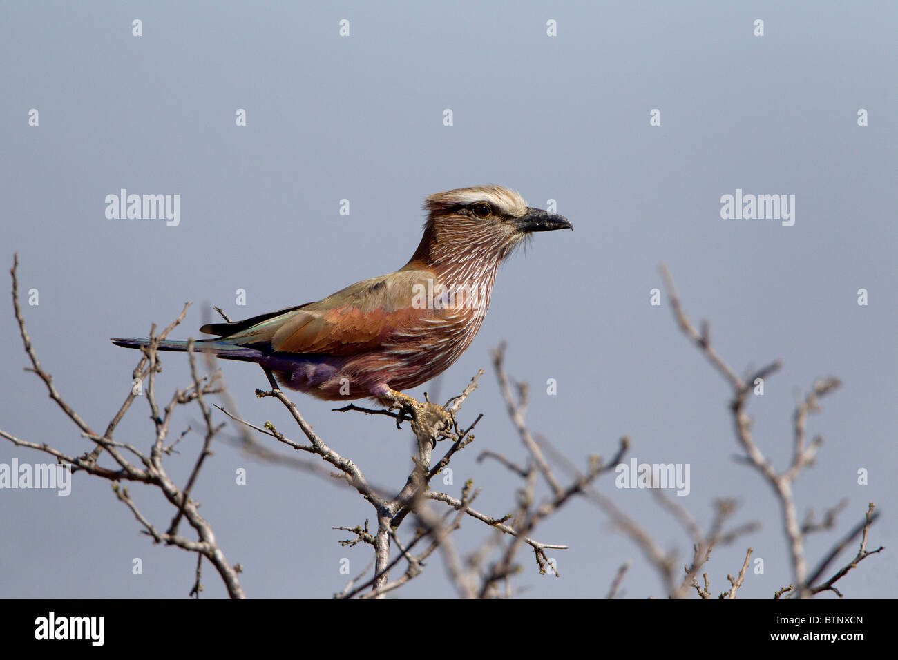 Purple Roller on perch, Kruger National Park, South Africa Stock Photo