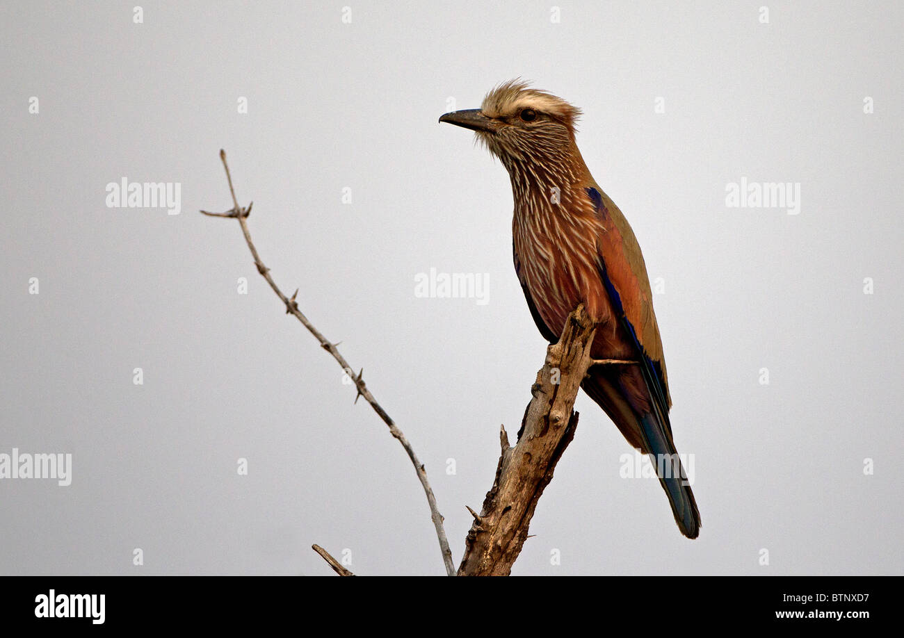 Purple Roller resting on perch, Kruger National Park, South Africa. Stock Photo