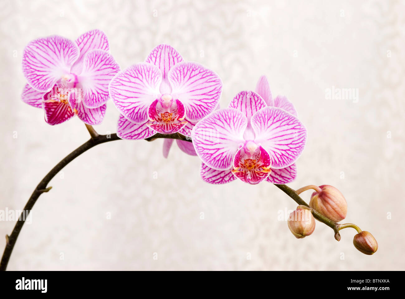 Pink orchid, blossoming phalaenopsis flower(phalaenopsis spp.) with silver cloth background Stock Photo