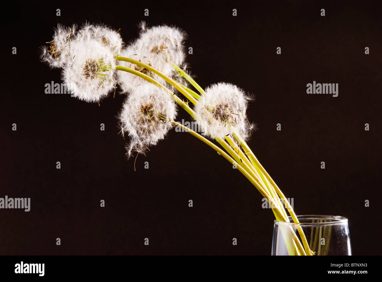 Dandelion flowers and seeds in glass with black background. Stock Photo