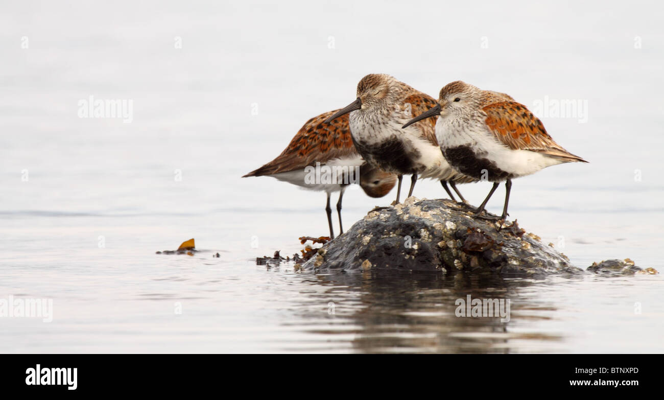 A Dunlin group in different poses as they roost on a rock Stock Photo ...