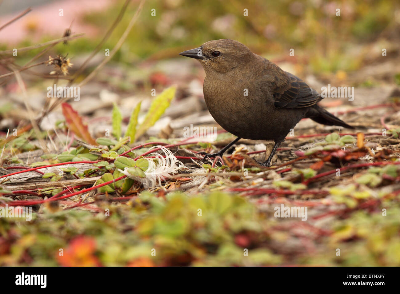 A Brewer's Blackbird looking for food. Stock Photo
