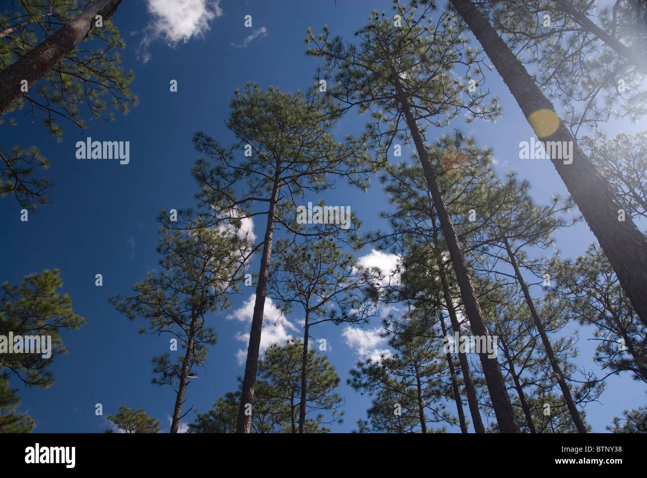 Towering pine trees against a dark blue sky and clouds with the sun ...