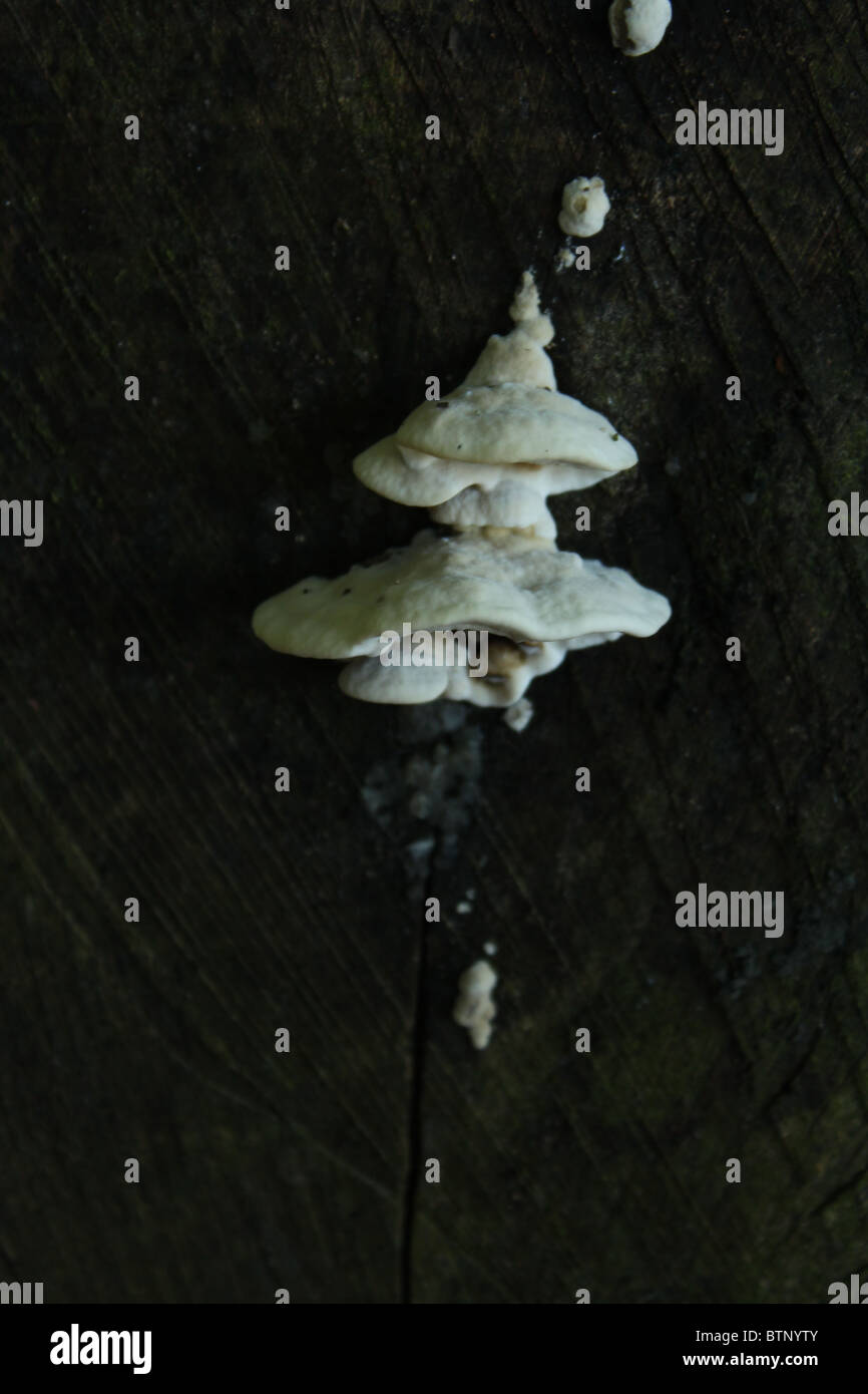 White Fungus on log Stock Photo - Alamy