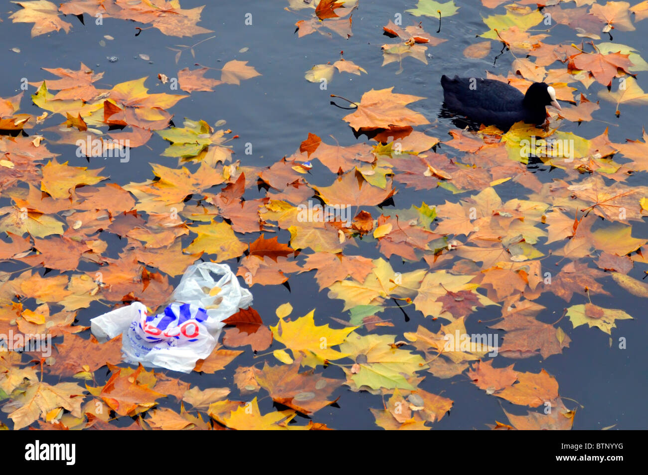 Autumn leaves floating in water with Tesco plastic carrier bag and a duck London England UK Stock Photo