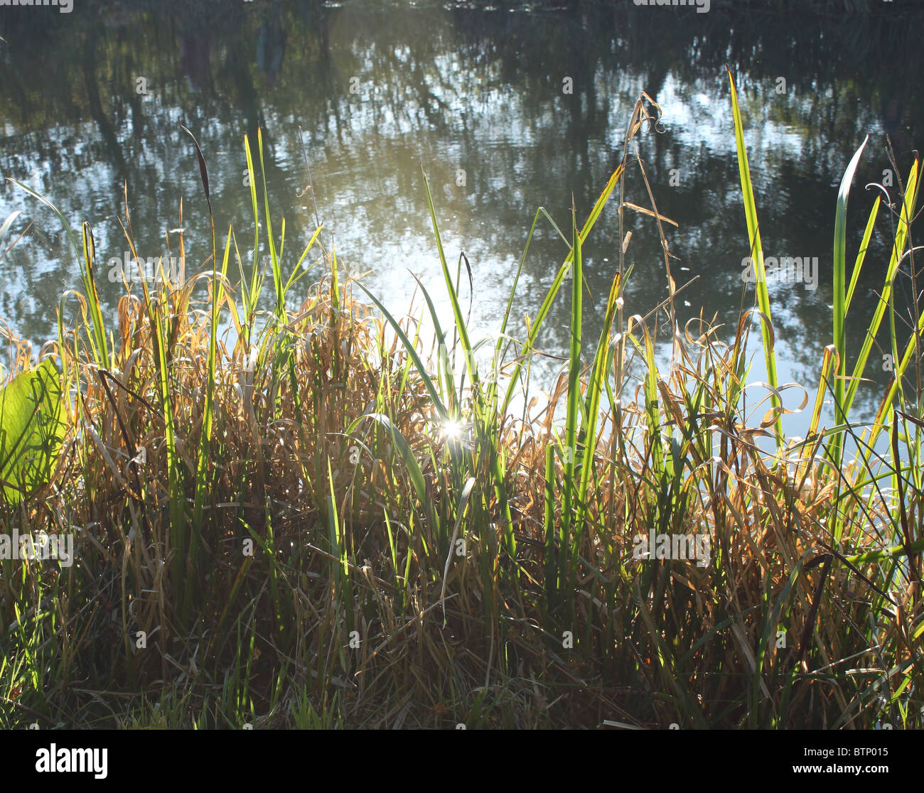 sunlight through reeds on riverbank Stock Photo - Alamy