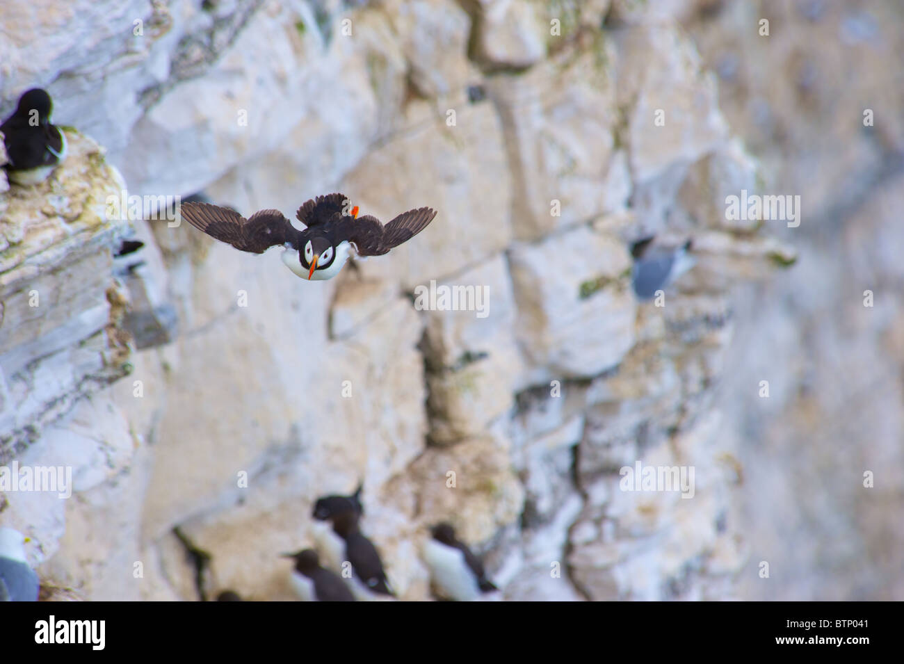 Puffin Flying at Bempton Cliffs, Yorkshire Stock Photo