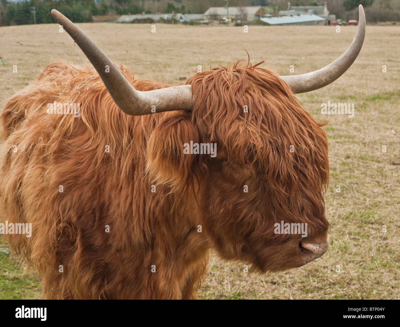 Highland cow at a farm on the outskirts of Elgin, Scotland, UK Stock Photo