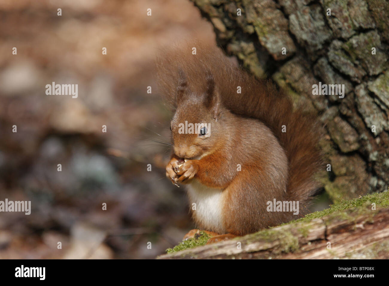 Red Squirrel (Sciurus vulgaris) in the forest, Highlands, Scotland Stock Photo