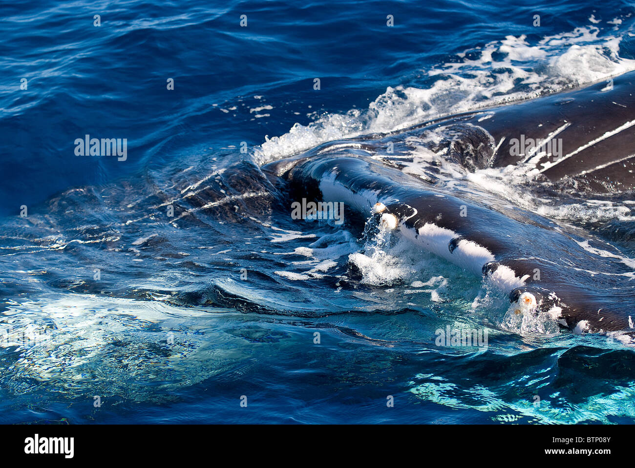 Whale in blue ocean Stock Photo - Alamy