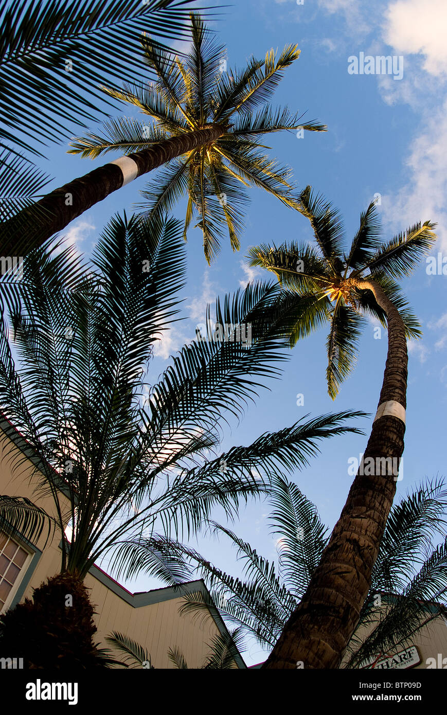 Palmtrees against blue sky Stock Photo