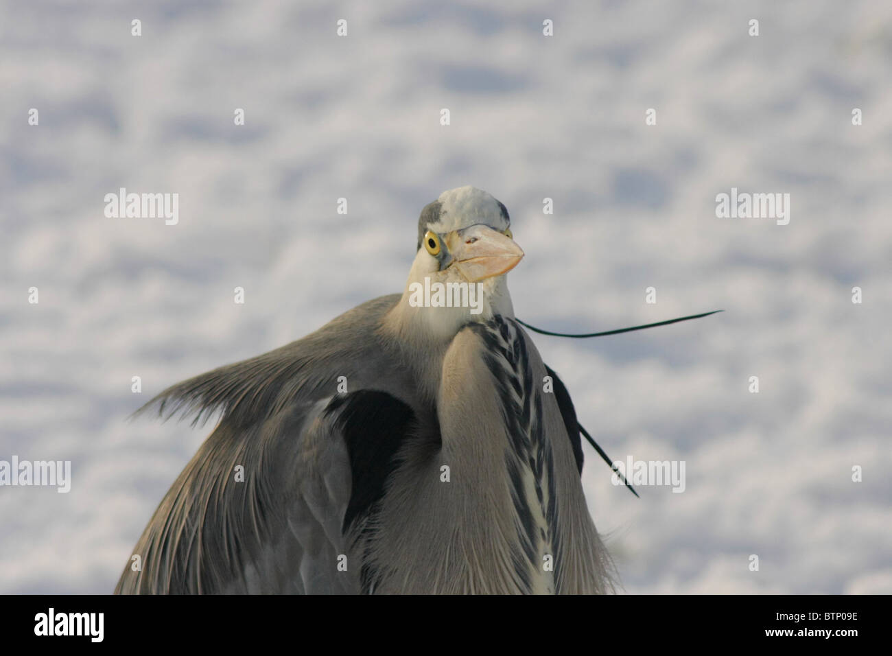 Grey heron (Ardea cinerea) in the snow, Netherlands Stock Photo